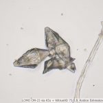 DSC06128-46_VI40_OI10