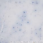 DSC06189-96_VI40_OI10