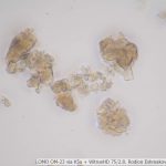 DSC06371-93_VI40x_oi13