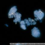 DSC06394-409_VI40x_oi13