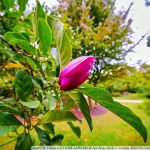 DSC09984