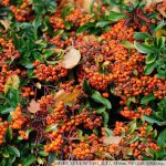 DSCF0073