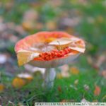 DSCF0110