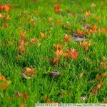 DSCF1246