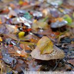 DSCF2241