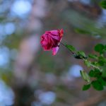 DSCF9468