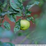 DSCF9507