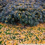 DSCF3711