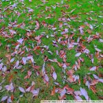 DSCF3822