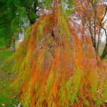 DSCF3842