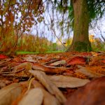 DSCF3851