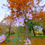DSCF3917