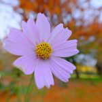 DSCF3930