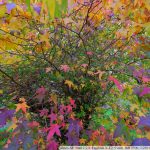 DSCF4045