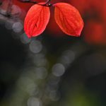 DSC_7395