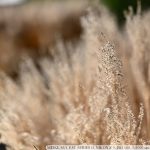DSC_7680