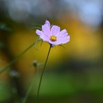 DSC_7960