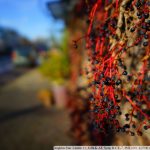 DSC00487