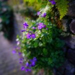 DSC00511