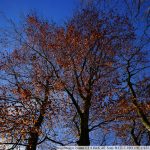 DSC00553