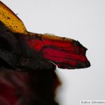 DSC07834-7865_plan10x