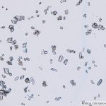 DSC07908-14_DD_SnC2O4_BF_Plan40x065