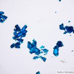 DSC08204-21_Pl40x_bf_kf4m