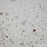 DSC08339-45_Pl10x