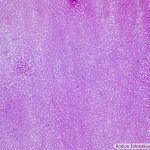 DSC08416-21_Pl10x