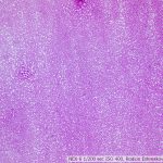 DSC08420