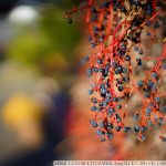 DSC09338