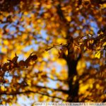 DSC09501