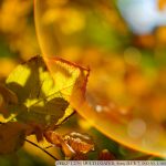 DSC09597