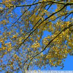 DSC09665
