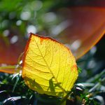 DSC09709