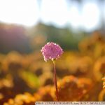 DSC09791