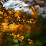 DSC_6290-f-1-4