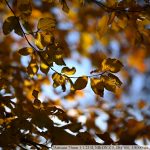 DSC_6296-f-1-4