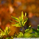 DSC_6300-f-1-4