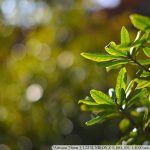 DSC_6318-f-1-4