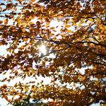 DSC_6327-f-1-4