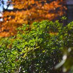 DSC_6338-f-1-4