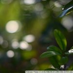 DSC_6363-f-1-4