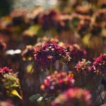 DSC_6379-f-1-4