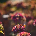DSC_6389-f-1-4