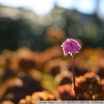 DSC_6407-f-1-4