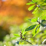 DSC_6460-f-1-4