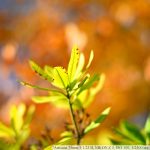 DSC_6475-f-1-4