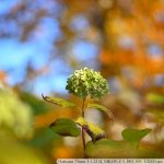 DSC_6524-f-1-4