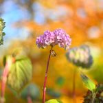 DSC_6537-f-1-4